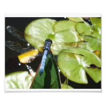 libélula 8x10 con el cuerpo y la sombra azules fotografias