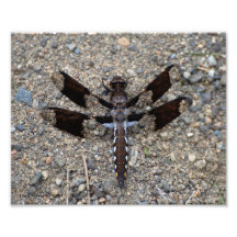 libélula 8X10 una Blanco-cola común Fotografía