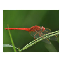 Libélula Arte Fotografico