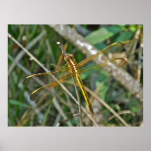 Libélula de oro de Meadowhawk del poster (Sympetru
