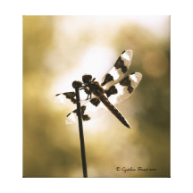 Libélula de Sunglitzed Lona Envuelta Para Galerias