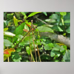 Libélula del este de Pondhawk del poster