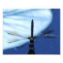 libélula del zen de la "balanza 8x10" arte fotografico