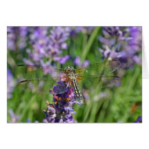 Libélula en jardín de la lavanda tarjetas