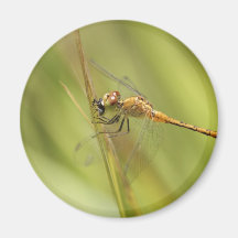 Libélula que come la mosca iman