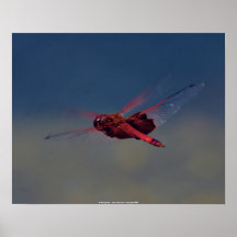 Libélula roja del poster - Juan un Sylvester - Co…