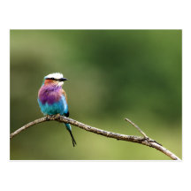 Lilac Breastet Roller Postkarten
