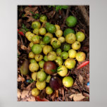 Lilikoi y aguacates hawaianos salvajes poster
