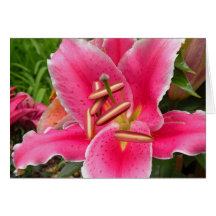 Liliy rosado felicitación