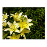 Lillies 1 tarjetas postales