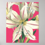 Lilly botánico en rosa impresiones