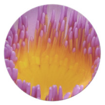 LILLY DEL AGUA PLATO PARA FIESTA