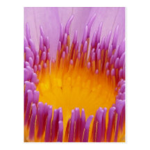 LILLY DEL AGUA TARJETA POSTAL