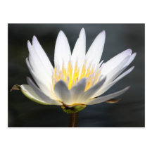 Lilly en luz del sol postal