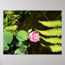 Lilly Li Posters