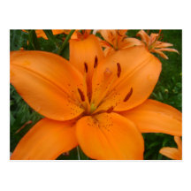 Lilly Postal
