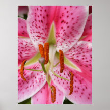 Lilly Posters