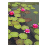 Lilypads Tarjetas