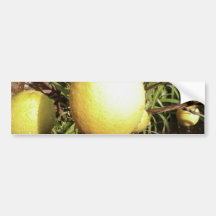 Limón en árbol etiqueta de parachoque