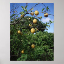 Limones Impresiones