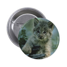 Lince adorable del bebé pins