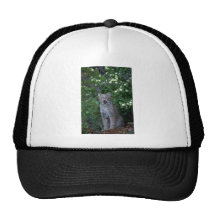 Lince-adulto de Canadá en verano Gorro