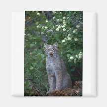 Lince-adulto de Canadá en verano Imán Para Frigorifico