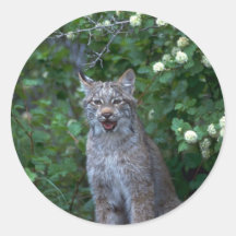 Lince-adulto de Canadá en verano Pegatinas