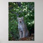 Lince-adulto de Canadá en verano Posters