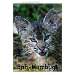 ¡Lince, Bah, embaucamiento! Tarjetas