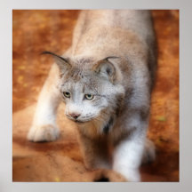 Lince canadiense posters