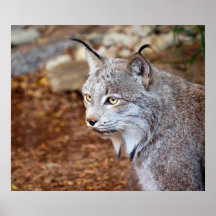 Lince canadiense impresiones
