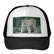 Lince de Canadá, adulto del verano Gorro De Camionero