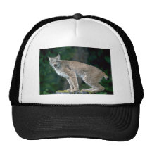 Lince de Canadá, adulto del verano Gorros