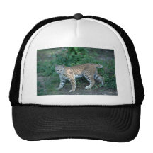 Lince en prado del verano gorros  