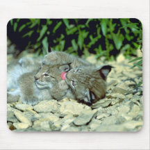 Lince eurasiático, el jugar joven de los gatitos alfombrilla de ratones