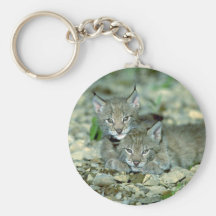 Lince eurasiático, el jugar joven de los gatitos llavero