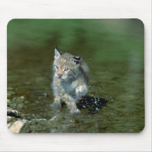 Lince eurasiático, gatito joven que juega en agua alfombrillas de ratón