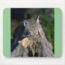 Lince eurasiático, gatito joven tapete de ratón