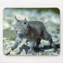Lince eurasiático, gatito joven tapete de ratón