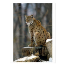 Lince eurasiático (lince del lince) 3 tarjetas postales
