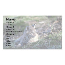 Lince-gatito Plantillas De Tarjetas Personales