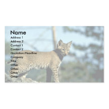 Lince-gatito Tarjetas De Negocios