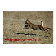 LINCE IBÉRICO, Save the Iberian Lynx! Tarjetas Postales
