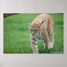 Lince Impresiones