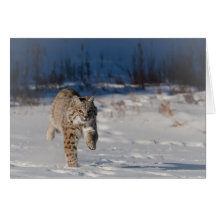 Lince que corre en nieve tarjeta