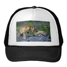 Lince-verano-mamá con el pequeño gatito gorro de camionero