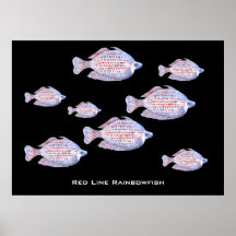 Línea roja Rainbowfish. Watercolor. Poster