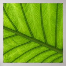 Líneas naturales posters