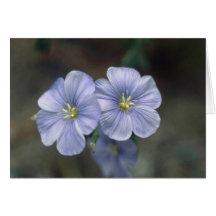 lino blanco de Perrenial, (Linum Perenne) flores Felicitaciones